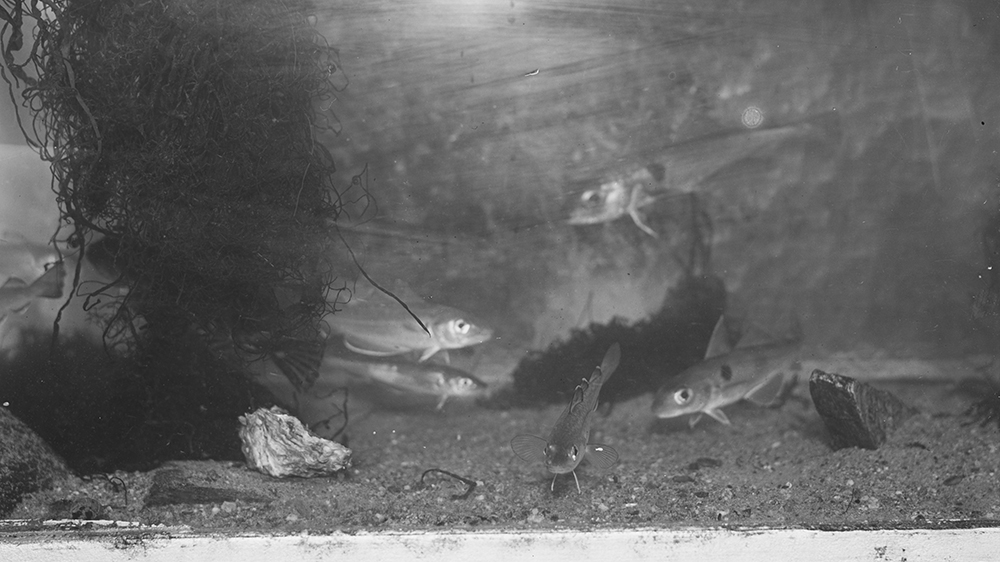 A black an white picture of an aquarium with fishes.