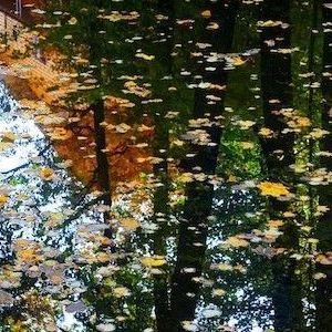 Trees mirrored in water surface