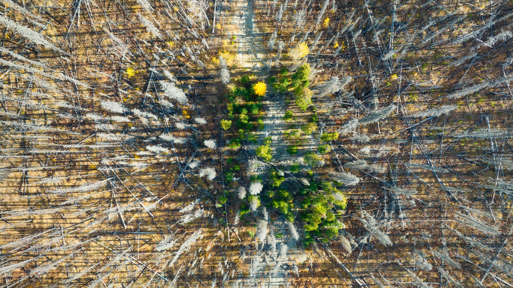 Drone view of a dead and young forest.
