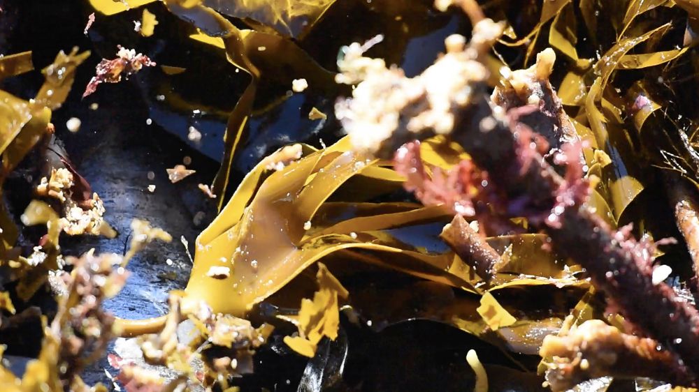 An image of orange seaweed and kelp.