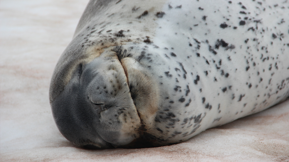 A closeup of a seal