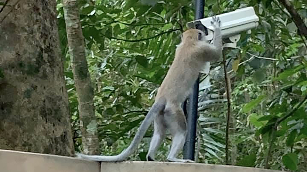 Monkey looking at a surveilance camera