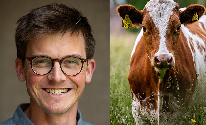 The left side of the picture is a portrait of Jamie Lorimer, the right side picture is of a brown cow standing in a field of tall grass.