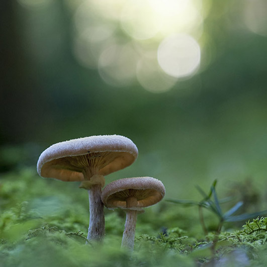 Two mushrooms deep in a green forest.