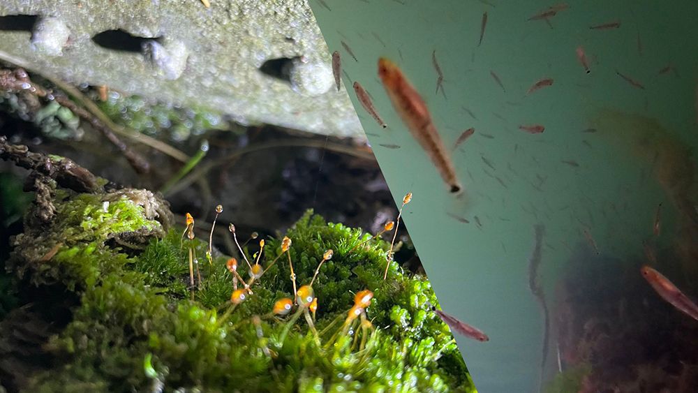The image is split in two, diagonally. Moss on the left and fish on the right.