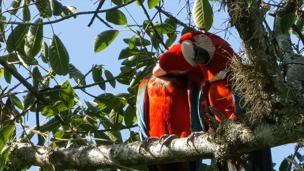 Two Macaws sitting in a tree