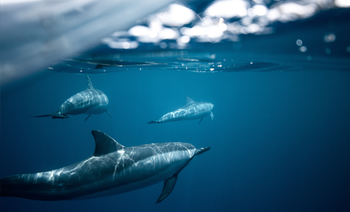 Picture of dolphins underwater. 