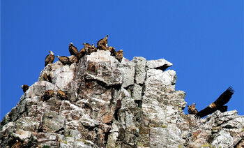 Vultures, Mountain, Rocks, Sky