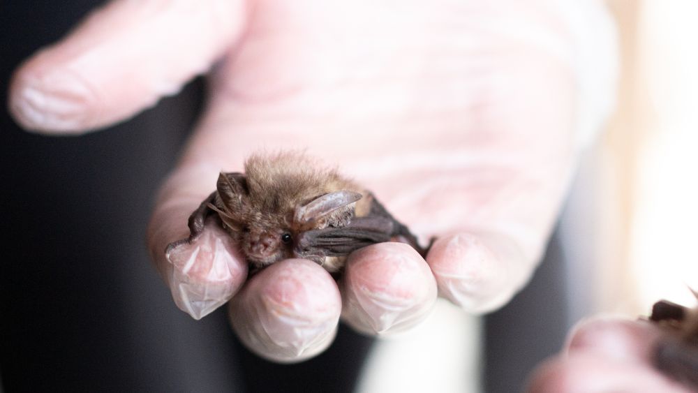 A  sleepy long eared bat is lying in a open hand