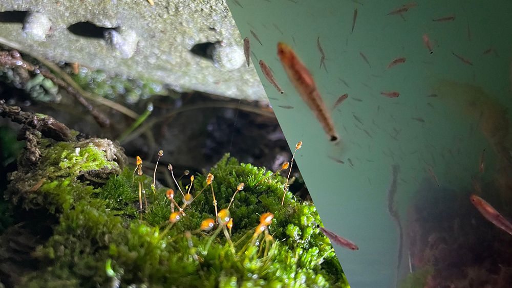 Entagnled photo of fish under water and mossy rocks with Kelp. 