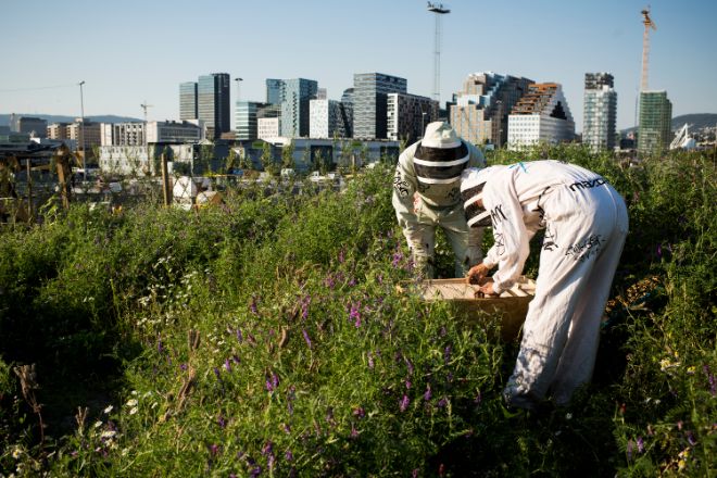 Image of two beekeepers working, with the Barcode buildings in the background. 