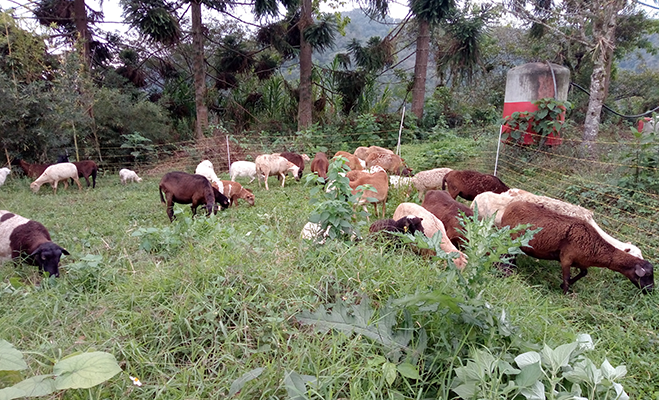 Image contains cattle in a small compound of grass. Palmtrees in the back. 