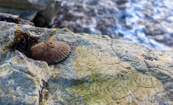 Rock, Water, Limpet, Snail
