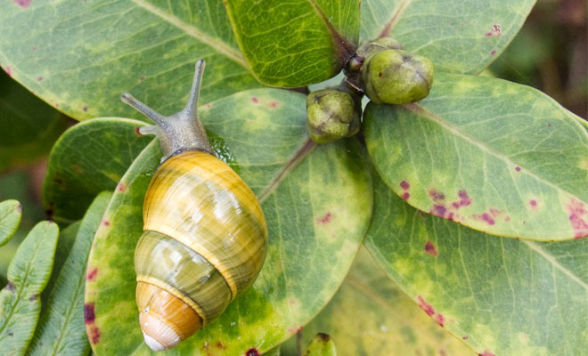 Snail, Leaf, Plant