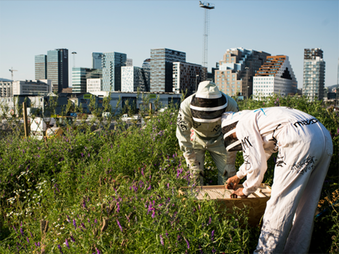 Two bee keepers handling bees. Photo.