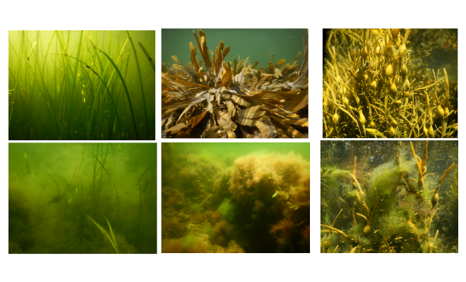 collage of different types of underwater plants