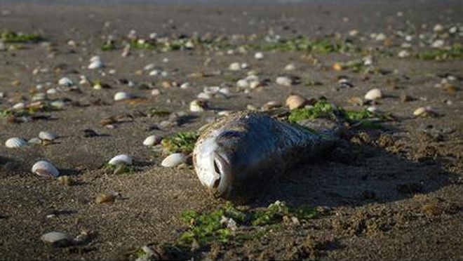 Dead fish on a beach