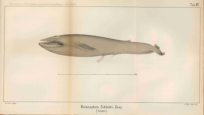 Illustration of whale from 19th century book