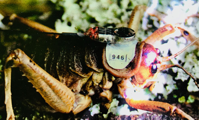 Weta, Augmented, Insect, Close-Up, Organism