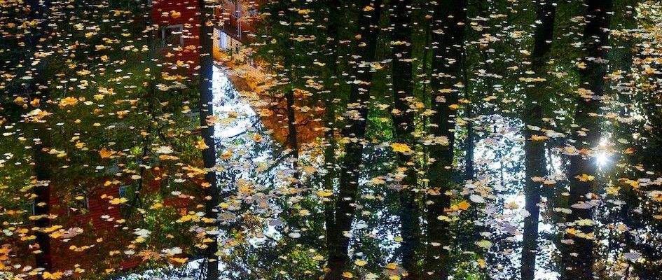 Trær som reflekteres i et vannspeil
