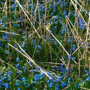 Blomstereng med blå blomster