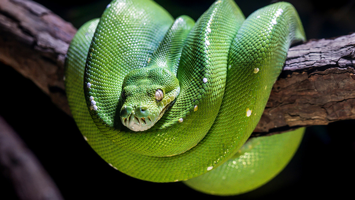 Green snake curled on a branch