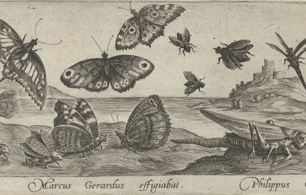 The picture depicts various insects in a black and white engraving technique