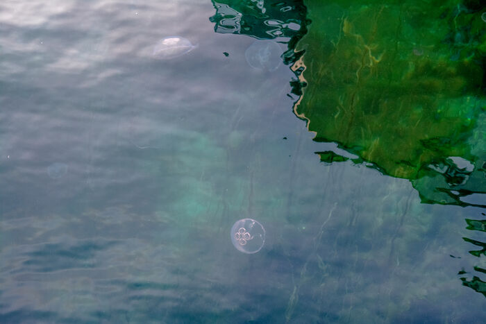 Close up of a lake or ocean in blu and green and a four or five small jellyfish.