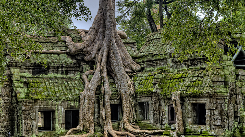 Huge tree roots cover a temple in Cambodia.