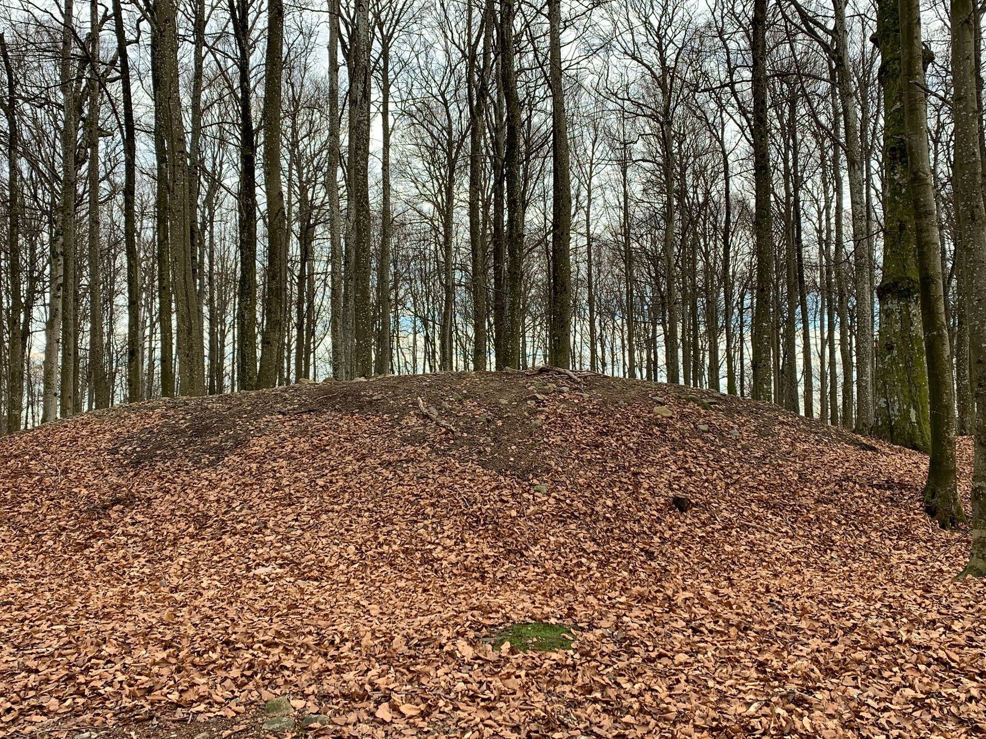 Bildet inneholder en bøkeskog