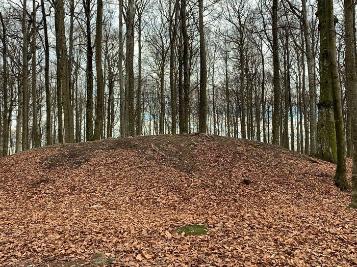 Bildet inneholder en bøkeskog