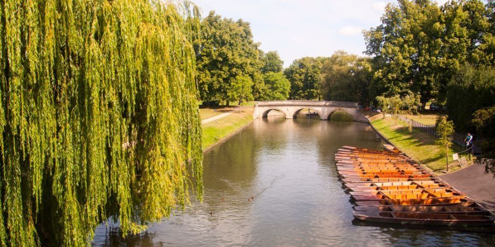 Elv og piletre ved Cambridge Universitet. Foto.