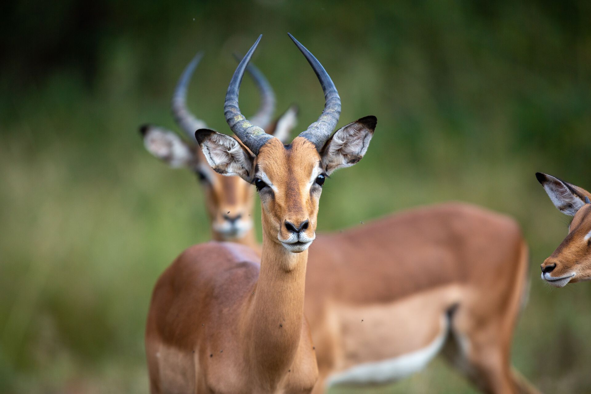 Two antelope staring, against a forest background.