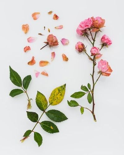 Rose petals, leaves and plant