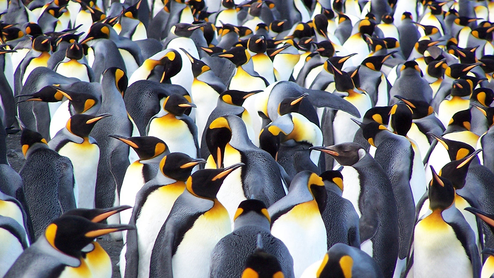 Mange pingviner som står veldig tett. Foto.