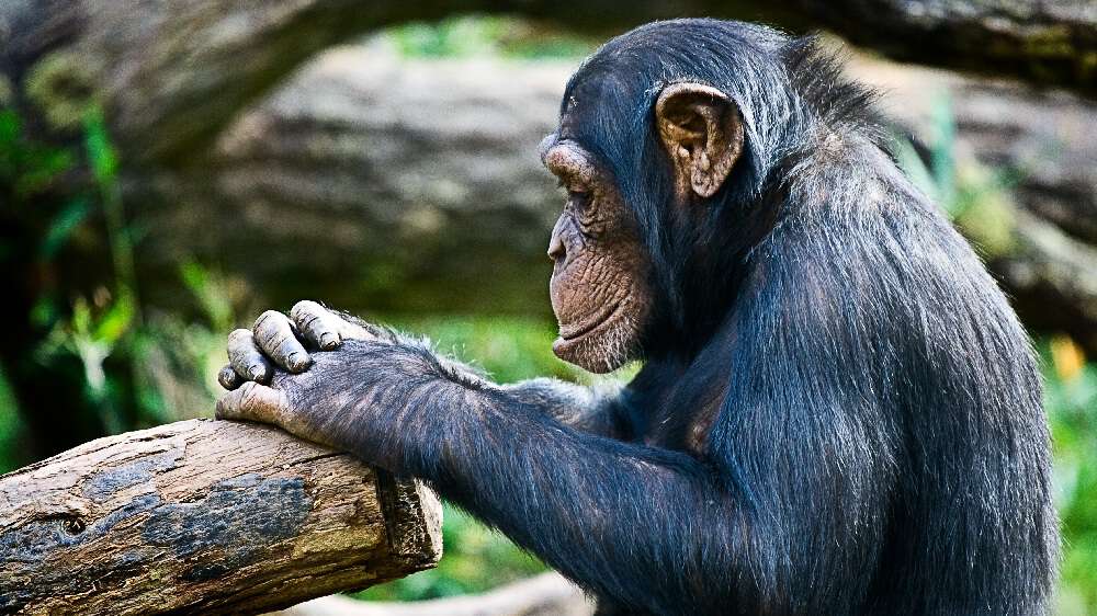 Chimpanzee resting chin on hands atop a log, gazing thoughtfully into the distance.