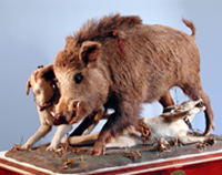 Wild boar tableau. Photo.