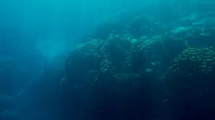 Image of coral.