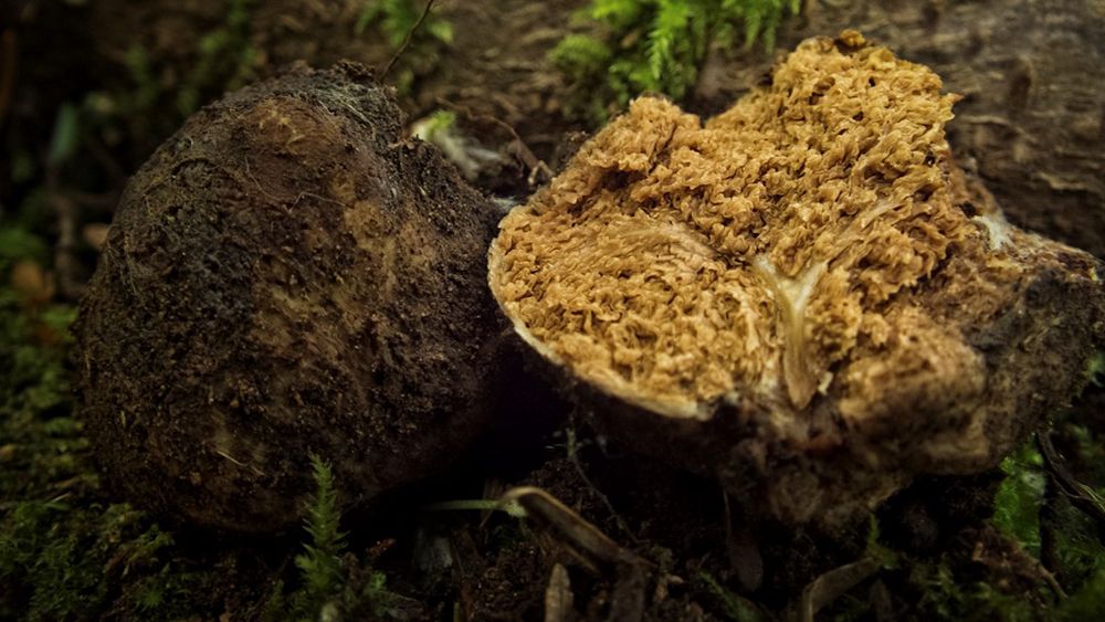 Vegetation on the forest floor. Photo.