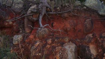 Close-up photo from the side of a hill. Red clay-soils that consist of larger rocks and tree roots vining through the soils. 