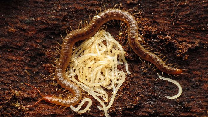 Insect on soil with baby worms. The centipede is darker brown and mesh with the dark soil, whilst its baby worms are cream white. 
