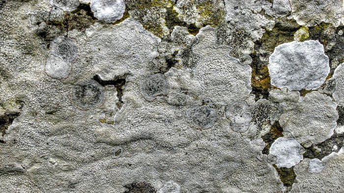 calcified rock formations in didfferent shades of grey. Circular shapes, with some green mossy growths at the top of the picture. 