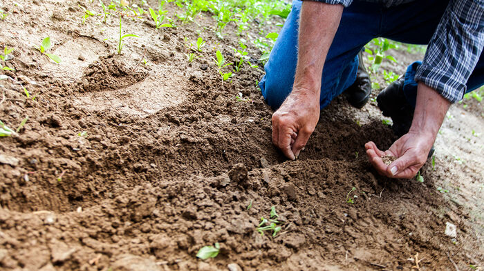 A person digging in the soil with his hands. Photo.