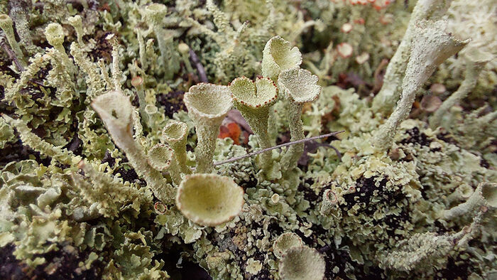 Mushrooms on dry moss. Photo.