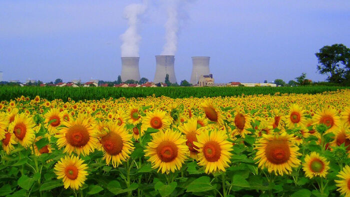 A field of sunflowers in front of three nuclear power plant chimneys. Photo.
