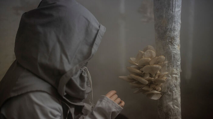 A person in a black raincoat watches a fungus growing on a tree. Photo.