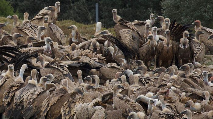 Vultures. Photo.