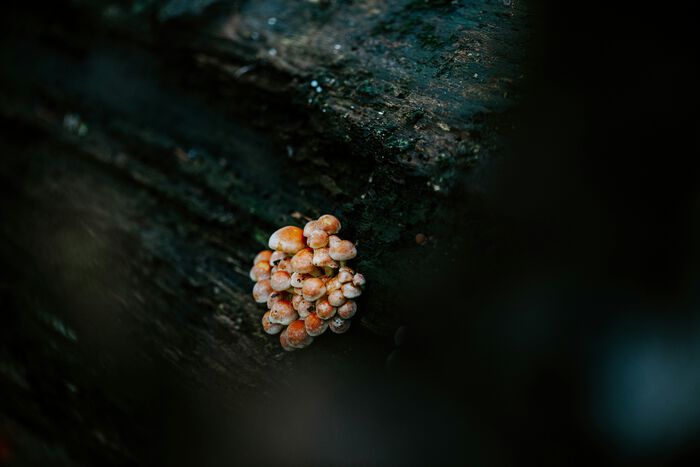 Cluster of small orange and white mushrooms or fungi growing on a dark, damp log in a forest setting.