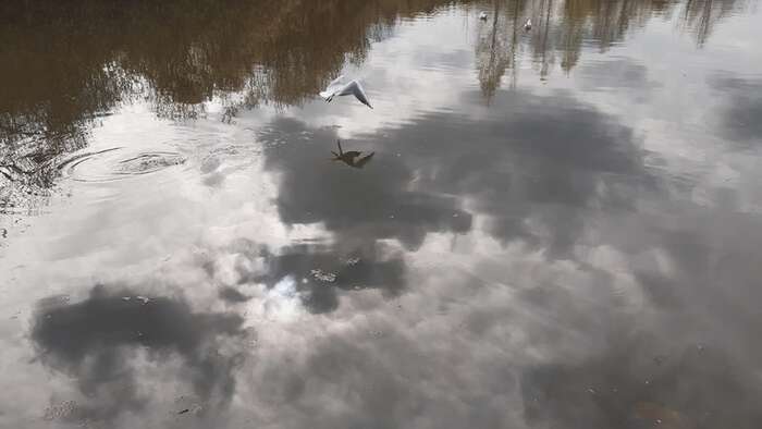 Bildet kan inneholde: væske, flytende, speilbilde, innsjø, ender.