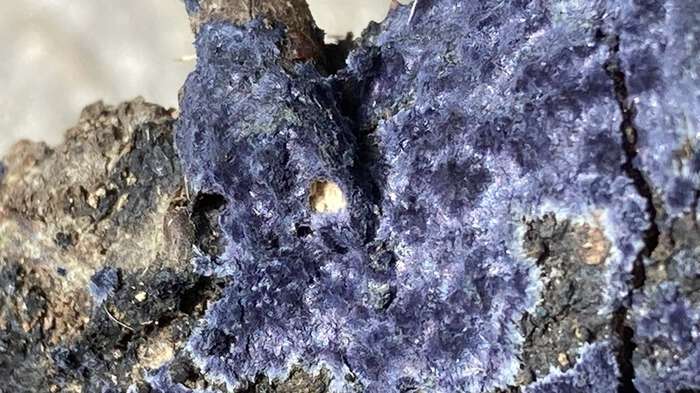 Cobalt Crust